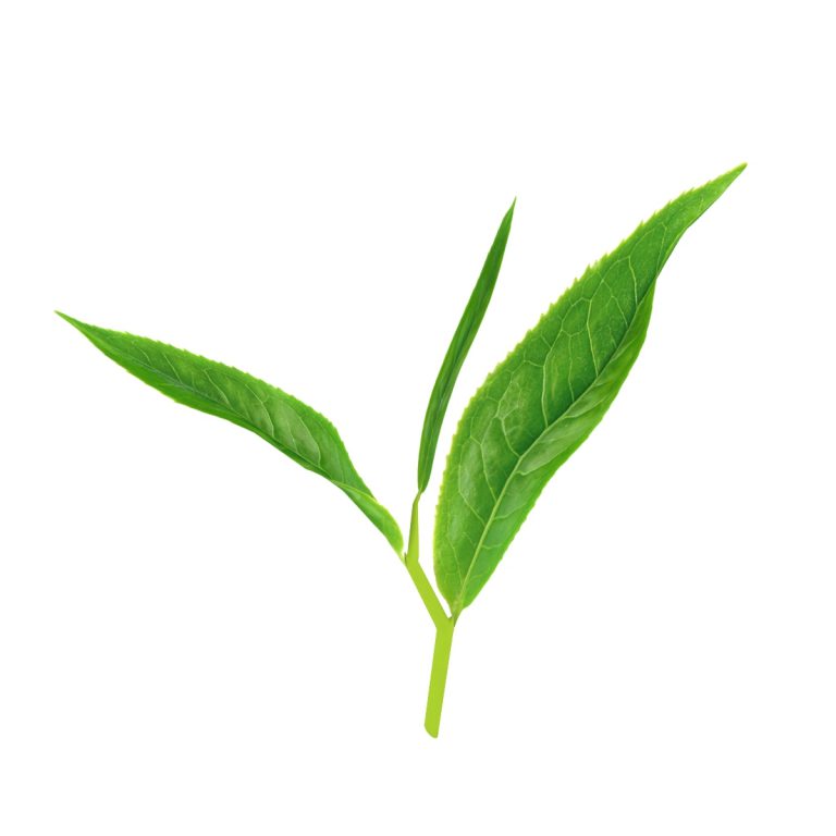 Tea leaves Expertise Asia